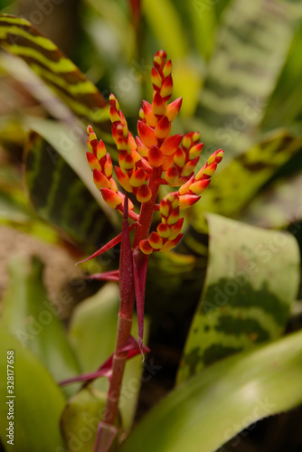 Beautiful yellow-red Bromeliaceae flower in the garden