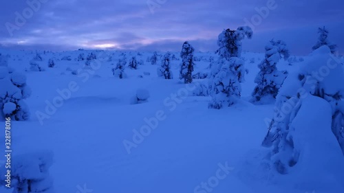 Panning landscape with snow covered trees in polar forest under sunset
