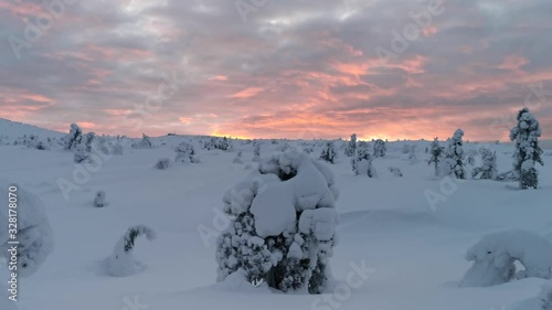 Panning landscape with snow covered trees in polar forest under sunset
