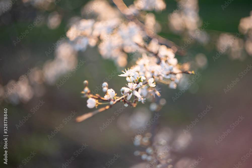 Spring blossom background. Beautiful nature scene with blooming tree and sun flare. Sunny day. Spring flowers. Beautiful Orchard. Abstract blurred background. Springtime Spring blossom background. Beautiful nature scene with blooming tree and sun flare. Sunny day. Spring flowers. Beautiful Orchard. Abstract blurred background. Springtime
