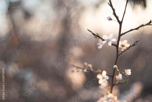 Spring blossom background. Beautiful nature scene with blooming tree and sun flare. Sunny day. Spring flowers. Beautiful Orchard. Abstract blurred background. Springtime