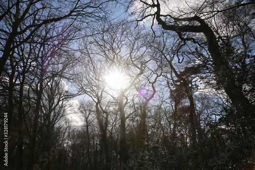 Frühling in der Heide