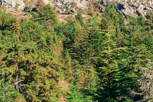 Close up to evergreen trees and their branches full o leaves