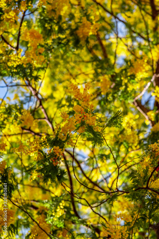 Little yellow flowers with cotton texture on a branch of a tree