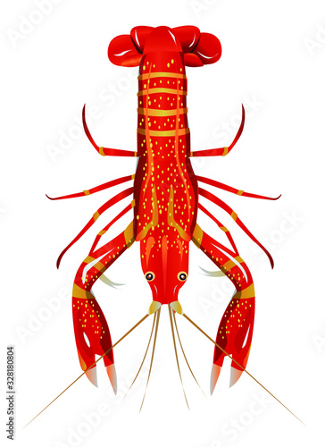 Vector illustration, crayfish.  Vector delicacy river lobster, langoustine or spiny lobster or crustacean delicacies isolated on white background.