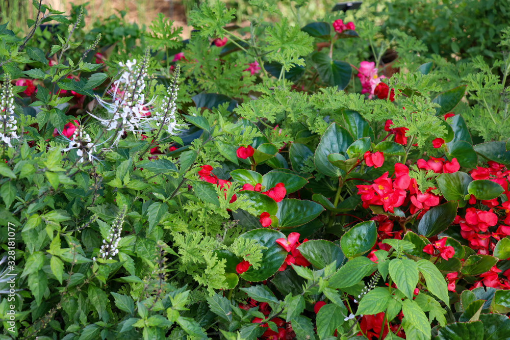 Naklejka premium Colorful mixed flower border lush with red begonias, citronella plants, and mixed green textures.