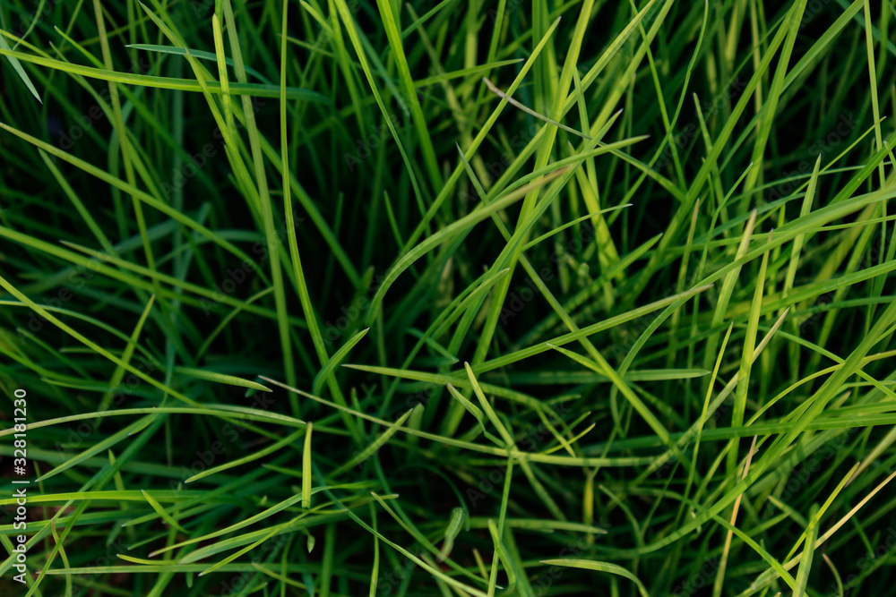 green grass background, full frame green grass background, full frame