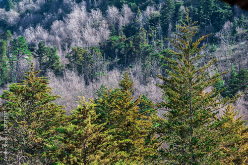 Panoramic of evergreen trees and their branches full o leaves with a mountain range on the back on a clear sky