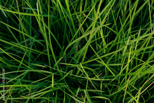 green grass background, full frame