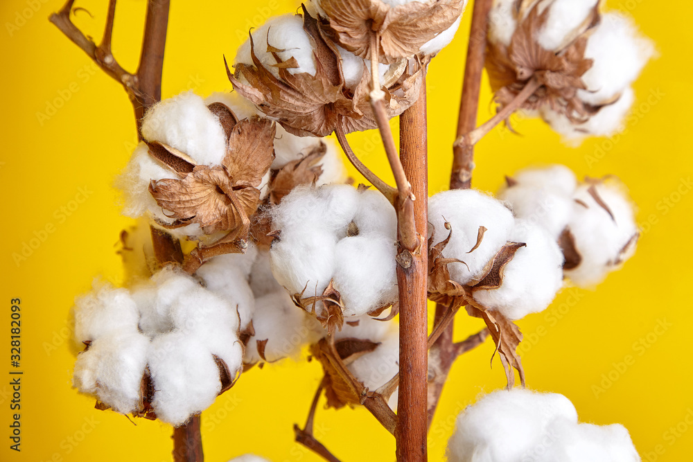 Cotton plant, white cotton flowers on yellow background Cotton plant, white cotton flowers on yellow background