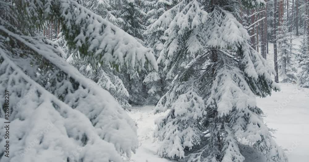 Snow covered spruce trees in wild forest in winter season Snow covered spruce trees in wild forest in winter season