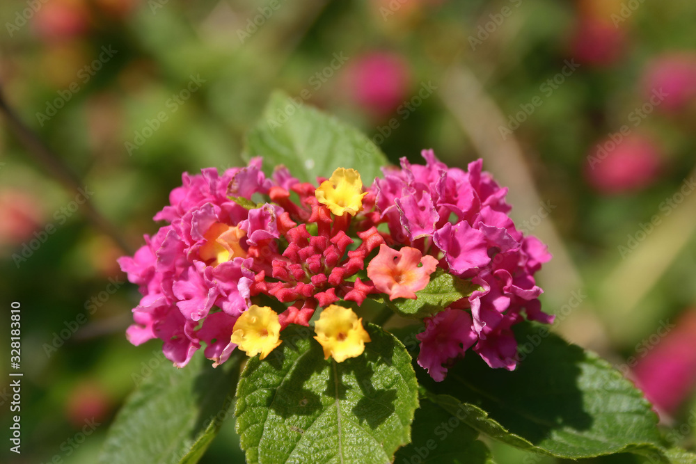 Close up shot of the colorful Lantana blossom Close up shot of the colorful Lantana blossom