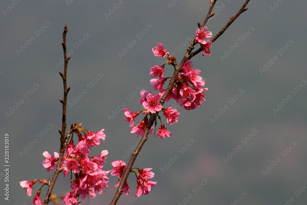 Close up shot of the beautiful cherry blossom Close up shot of the beautiful cherry blossom
