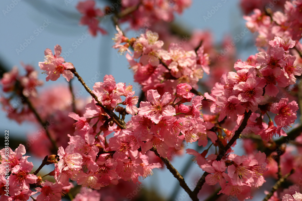 Close up shot of the beautiful cherry blossom Close up shot of the beautiful cherry blossom