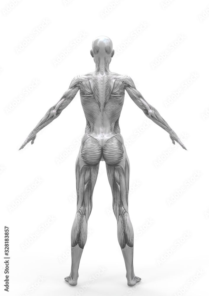 muscle woman standing up in white background rear view muscle woman standing up in white background rear view