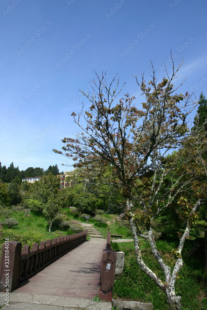 Sunny view of the Alishan National Forest Recreation Area Sunny view of the Alishan National Forest Recreation Area