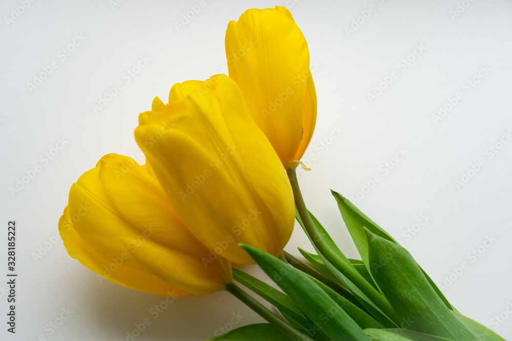 Close-up of bouquet of fresh bright yellow tulips on white background. Close-up of bouquet of fresh bright yellow tulips on white background.