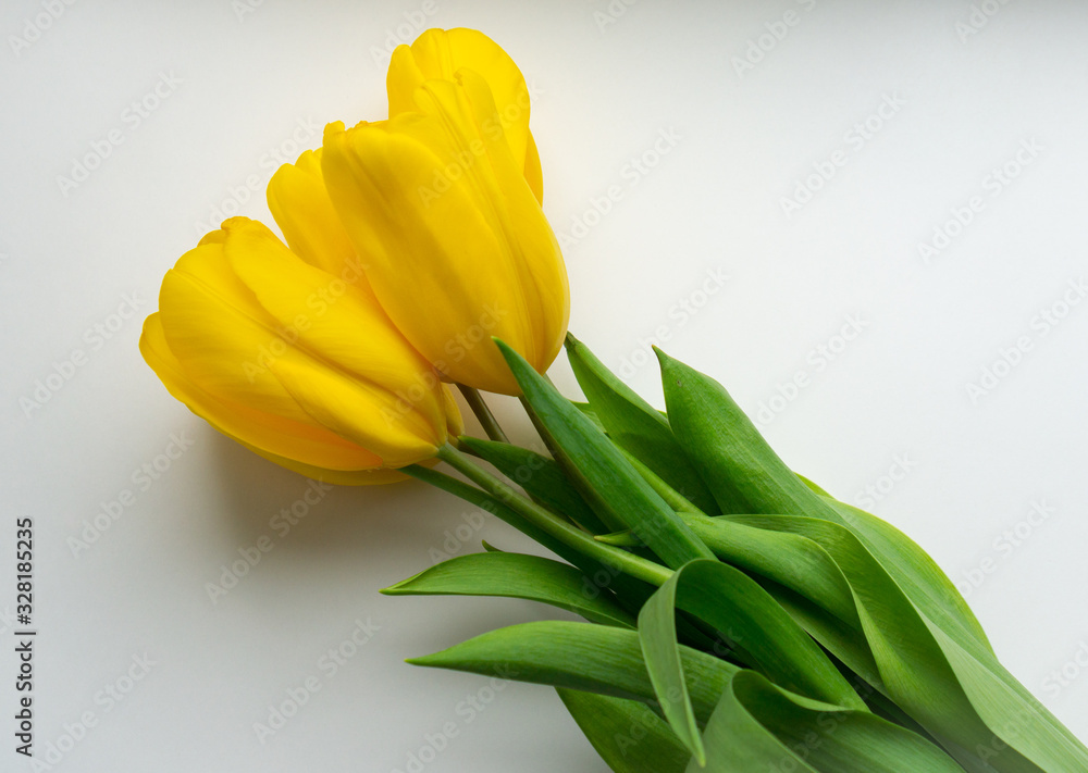 Obraz premium Bouquet of fresh bright five yellow tulips on white background.