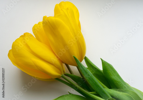 Close-up of bouquet of fresh bright yellow tulips on white background.