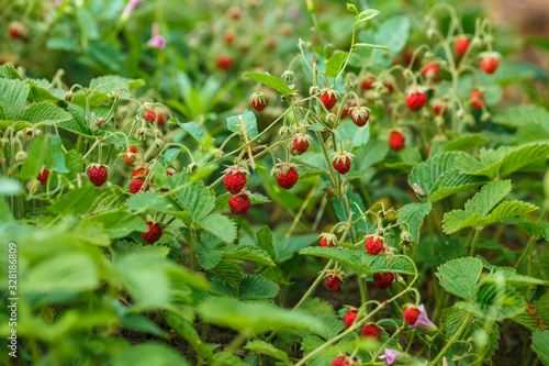 Glade covered with leaves of the red woodland strawberry among grass at selective focus