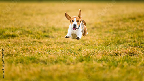 Dog Beagle running fast and jumping with tongue out through green grass field in a spring