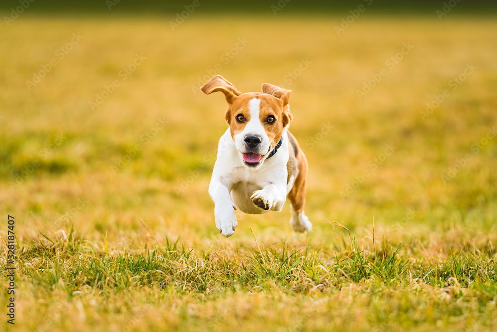 Dog Beagle running fast and jumping with tongue out through green grass field in a spring