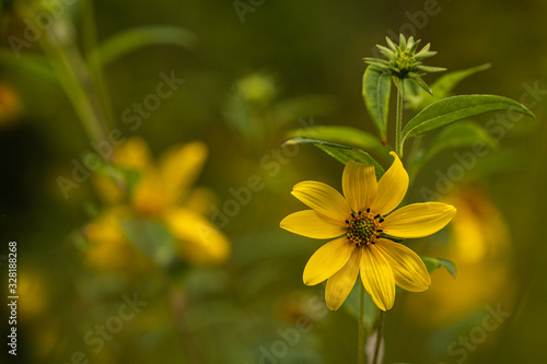 native yellow flowers on green background