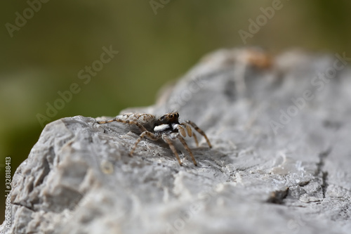Saltycid (Salticidae), often called jumping spider, jumping or hunting flies, lurking on a rock lit by the sun