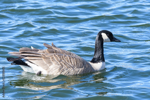 Common waterfowl of Colorado. Canada Goose swimming in a lake.