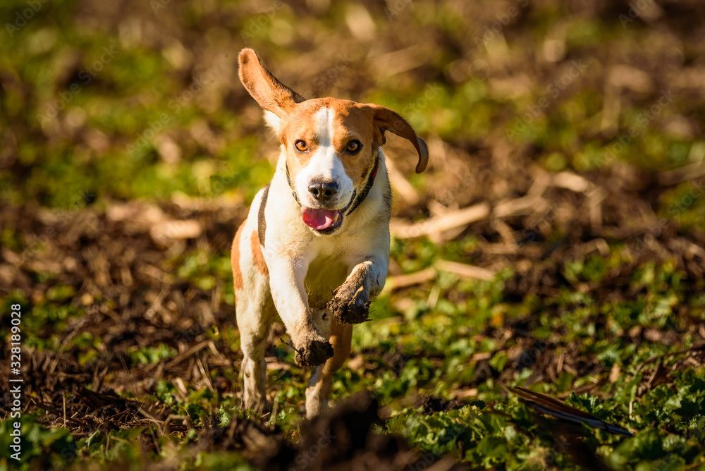Dirty Dog Beagle running fast and jumping with tongue out through field in a spring Dirty Dog Beagle running fast and jumping with tongue out through field in a spring