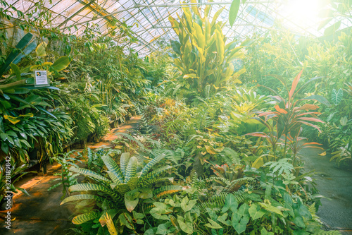 Tropical greenhouse full of lush green plants