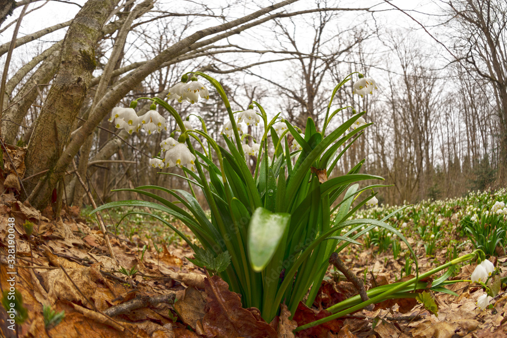 Obraz premium snowdrop in beech forest