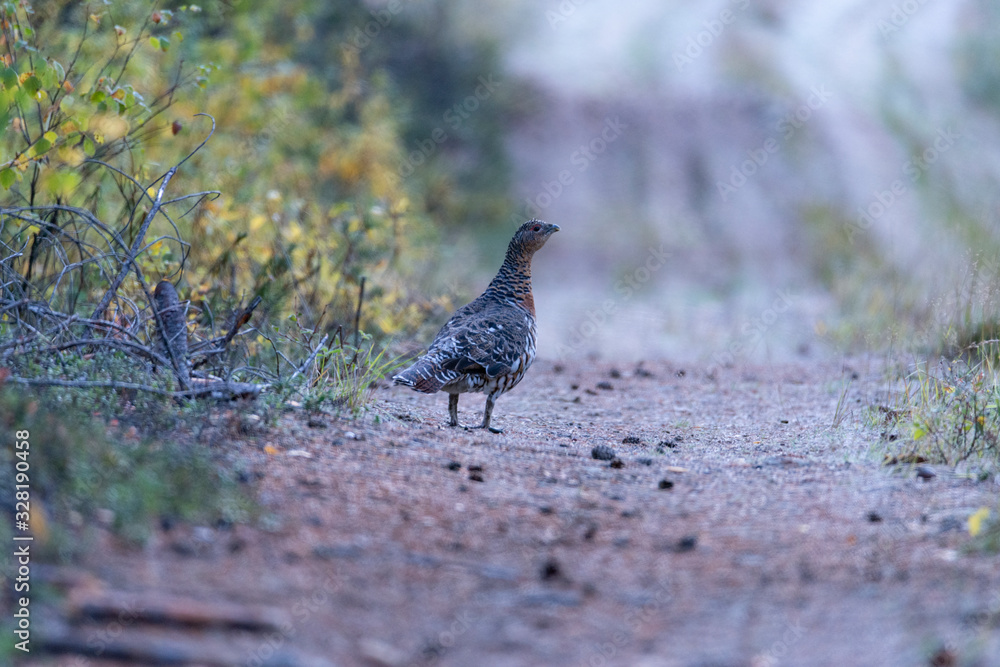 FOREST BIRD