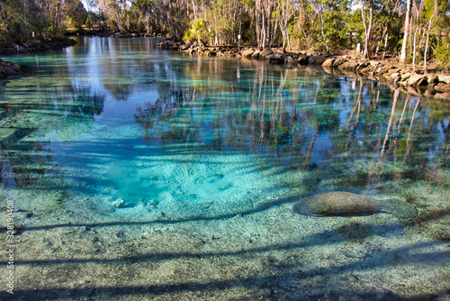A West Indian Manatee (trichechus manatus) rests in the warm, crystal clear waters of Florida's Three Sisters Springs, where many manatees winter to survive the cold.
