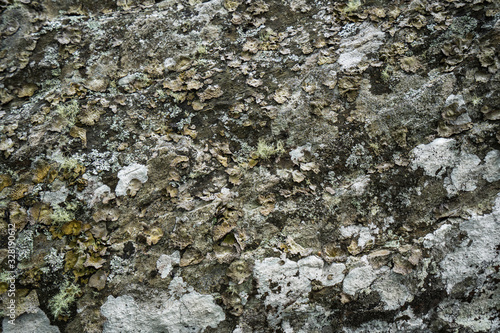 Lichens on Rock Texture