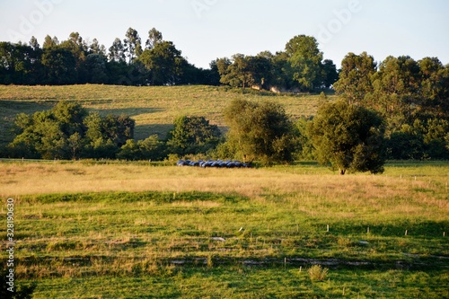 landscape with trees in the field
