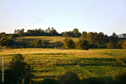 landscape with trees in the field © LuisGregorio