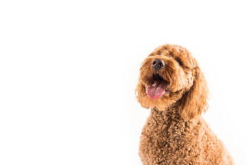 Golden Doodle Dog Isolated on White Background