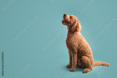 Photography Dog on Colored Background looking to the side