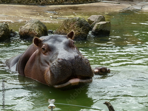 Hippopotamus amphibius, Hipopótamo Común nadando en una laguna rodeada de rocas con agua verde