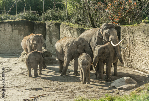 Photography hugging elephants