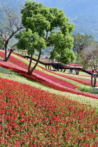 Colourful flowerbeds and tree in public park