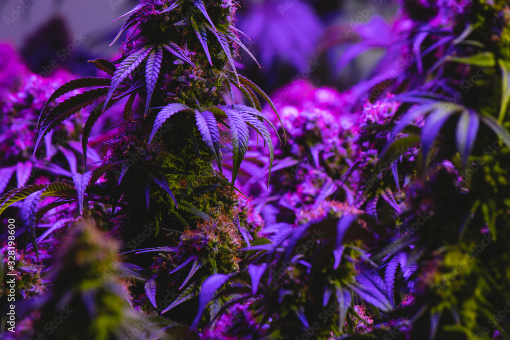 Purple hue maturing indoor recreational and medical marijuana industry plant with visible amber pistils and developing trichomes Purple hue maturing indoor recreational and medical marijuana industry plant with visible amber pistils and developing trichomes
