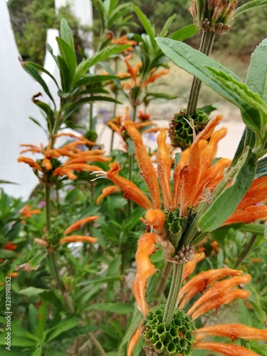 Flores naranjas en diversos pétalos
