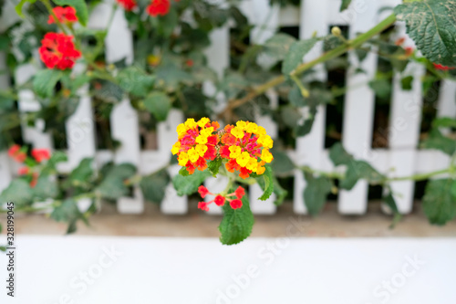 Fototapeta Naklejka Na Ścianę i Meble -  Red and yellow Lantana plant in flower.