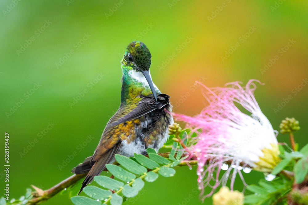 A White-chested Emerald hummingbird preening in a Calliandra tree with a smooths background. A White-chested Emerald hummingbird preening in a Calliandra tree with a smooths background.