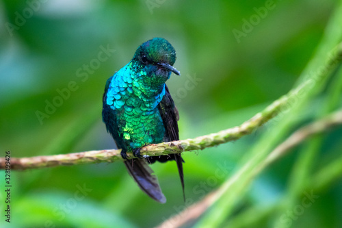 A stunning, iridescent Blue-chinned Sapphire hummingbird, Chlorestes notata, perches in a Vervain bush in a tropical garden.