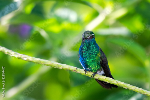 A Blue-chinned Sapphire hummingbird perches in a Vervain bush in a tropical garden with natural sunlight.