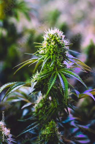 Mature indoor medical recreational marijuana cannabis industry plant with large developed cola flowers and visible developing pistils