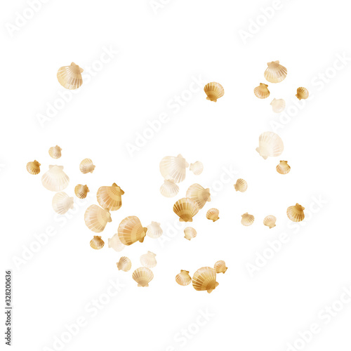 Sea scallop, bivalve pearl shell, marine mollusk isolated on white wild life nature background.